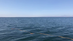 Eschrichtius robustus