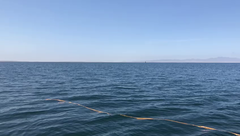 Eschrichtius robustus