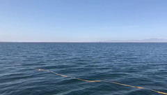 Eschrichtius robustus