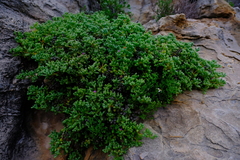 Oscularia prasina