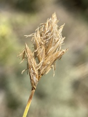 Carex douglasii