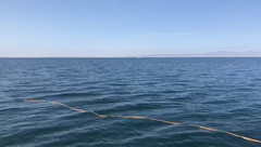 Eschrichtius robustus