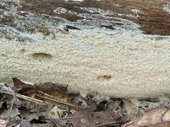 Wrightoporia austrosinensis
