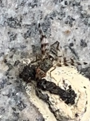 Pseudotephritina