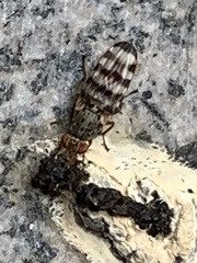 Pseudotephritina