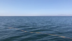 Eschrichtius robustus