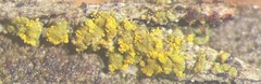 Flavoplaca flavocitrina