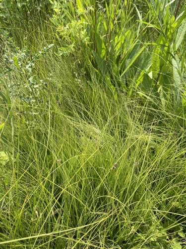 Image of Carex praegracilis by (c) Matt Berger, some rights reserved (CC BY)
