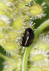 Corimelaena lateralis