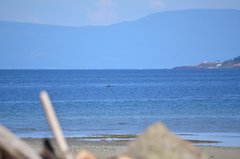 Melanitta perspicillata