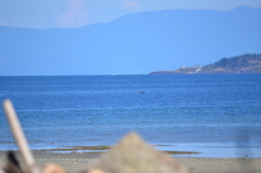 Melanitta perspicillata