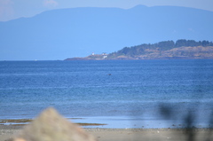 Melanitta perspicillata