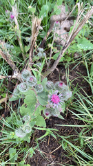 Arctium tomentosum