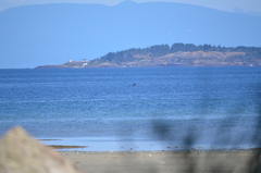 Melanitta perspicillata