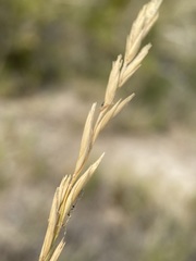 Elymus lanceolatus