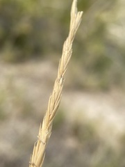 Elymus lanceolatus