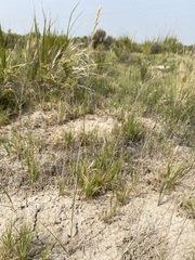 Elymus lanceolatus