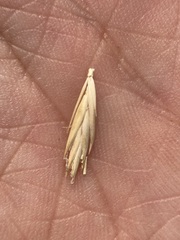 Elymus lanceolatus