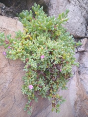 Oscularia prasina