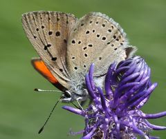 Lycaena hippothoe eurydame