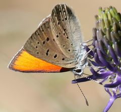Lycaena hippothoe eurydame