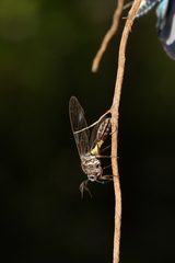 Argyroeides flavicincta