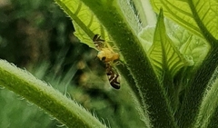 Strauzia longipennis