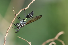 Argyroeides flavicincta