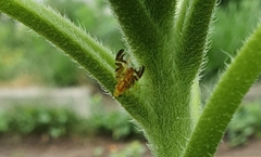 Strauzia longipennis