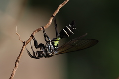 Argyroeides flavicincta