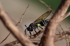 Argyroeides flavicincta