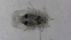 Corythucha ciliata