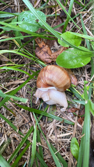 Helix pomatia
