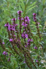 Lythrum salicaria