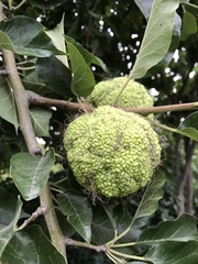 Maclura