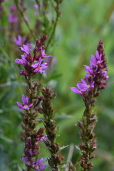 Lythrum salicaria