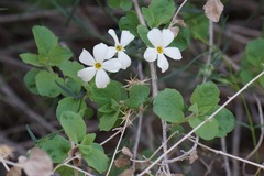 Phlox tenuifolia