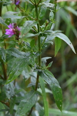 Lythrum salicaria