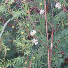 Mimosa aculeaticarpa biuncifera