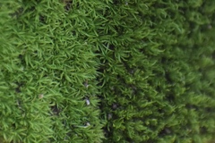 Campylopus bermudianus