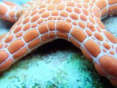 Pentagonaster duebeni