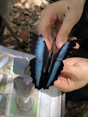 Morpho achilles