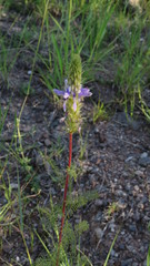 Dalea elegans