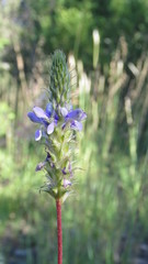 Dalea elegans