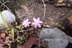 Portulaca bicolor