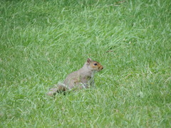 Sciurus carolinensis