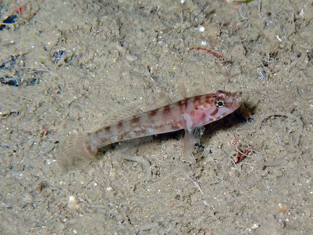 Kolombatovic's Goby