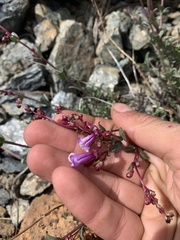 Penstemon parvulus