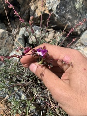 Penstemon parvulus