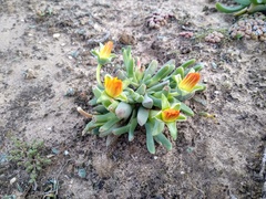 Cheiridopsis rostrata